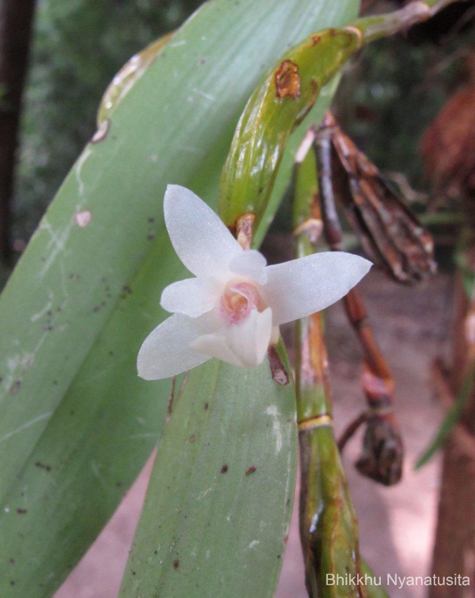 Dendrobium macraei Lindl.